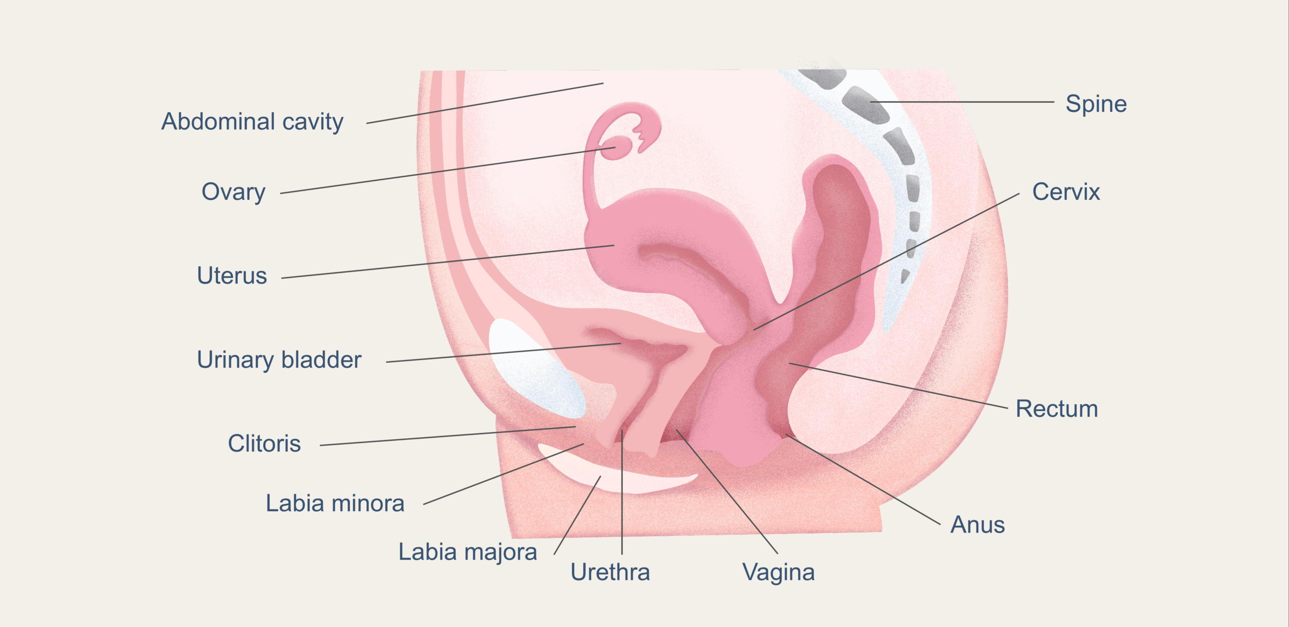 Clínic Barcelona anatomy illustration